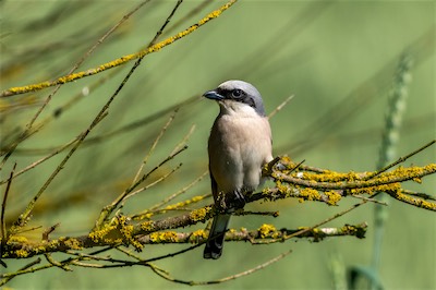 Neuntöter * Red-backed Shrike (Lanius collurio)