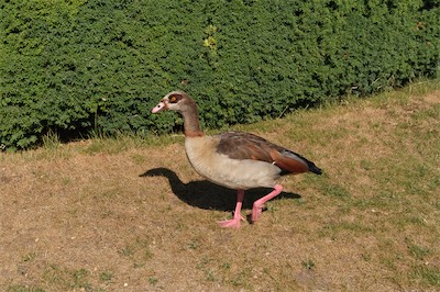 Nilgans - Egyptian goose - Alopochen aegyptiaca