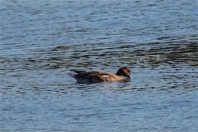 Pfeifente * Eurasian Wigeon (Mareca penelope)