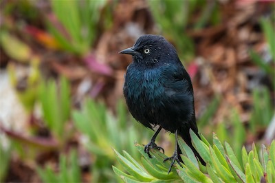 Purpurstärling - Brewer's blackbird - Euphagus cyanocephalus