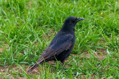 Rabenkrähe - Carrion crow - Corvus corone