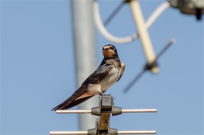 Rauchschwalbe - Barn swallow - Hirundo rustica