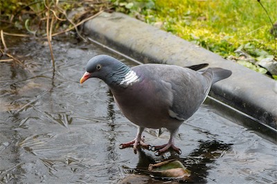 Ringeltaube - common wood pigeon - Columba palumbus