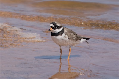 Sandregenpfeifer - Common ringed plover - Charadrius hiaticula