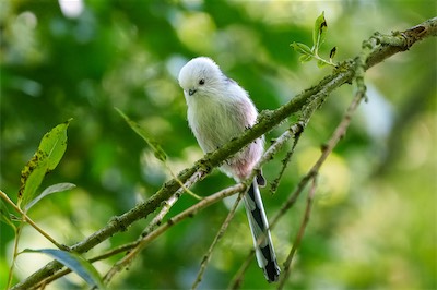 Schwanzmeise - Long-tailed tit - Aegithalos caudatus