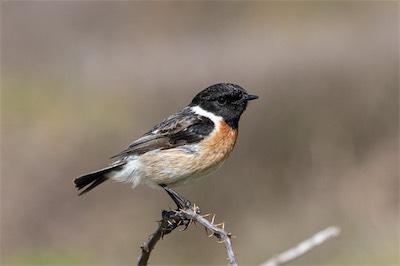 Schwarzkehlchen - European stonechat - Saxicola rubicola