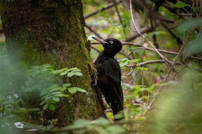 Schwarzspecht - Black woodpecker (Dryocopus martius)