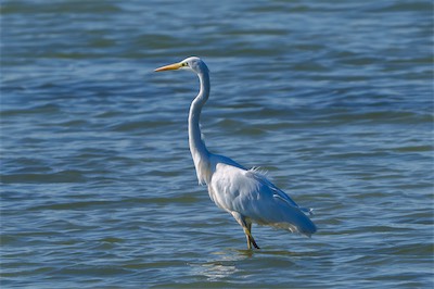 Silberreiher - Great Egret - Ardea alba