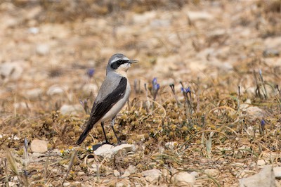 Steinschmätzer - Northern wheatear - Oenanthe oenanthe