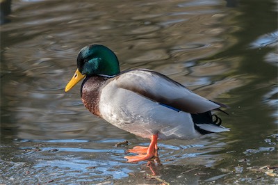 Stockente - Mallard - Anas platyrhynchos
