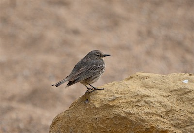 Strandpieper - Eurasian rock pipit - Anthus petrosus