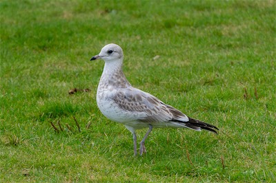 Sturmmöwe - Common gull - Larus canus