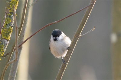 Sumpfmeise - Marsh tit - Poecile palustris