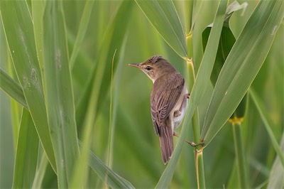 Sumpfrohrsänger - Marsh warbler - Acrocephalus palustris
