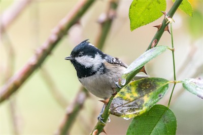 Tannenmeise - Coal Tit - Periparus ater