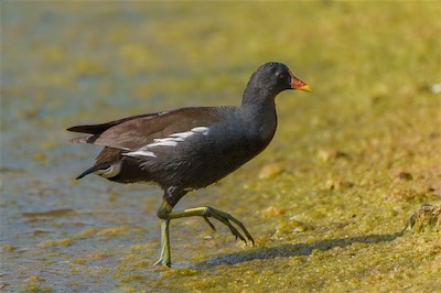 Teichhuhn - Moorhen - Gallinula chloropus