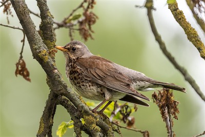 Wacholderdrossel - Fieldfare - Turdus pilaris