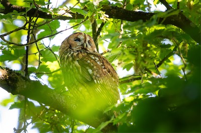 Waldkauz * Tawny owl (Strix aluco)