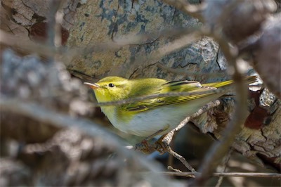 Waldlaubsänger - Wood warbler - Phylloscopus sibilatrix