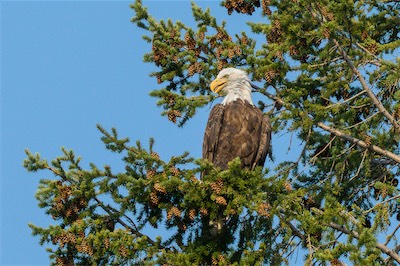 Weißkopfseeadler - Bald eagle - Haliaeetus leucocephalus