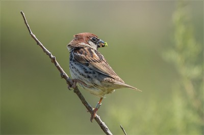 Weidensperling - Spanish sparrow - Passer hispaniolensis
