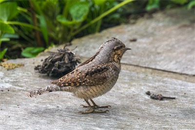 Wendehals - Eurasian wryneck - Jynx torquilla