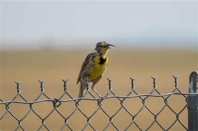 Wiesenstärling - Western meadowlark - Sturnella neglecta