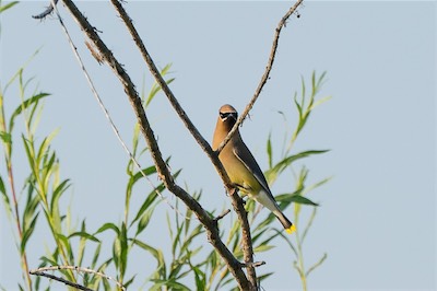 Zedernseidenschwanz - Cedar waxwing - Bombycilla cedrorum