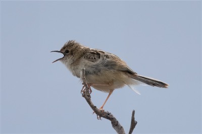 Zistensänger - Zitting cisticola - Cisticola juncidis