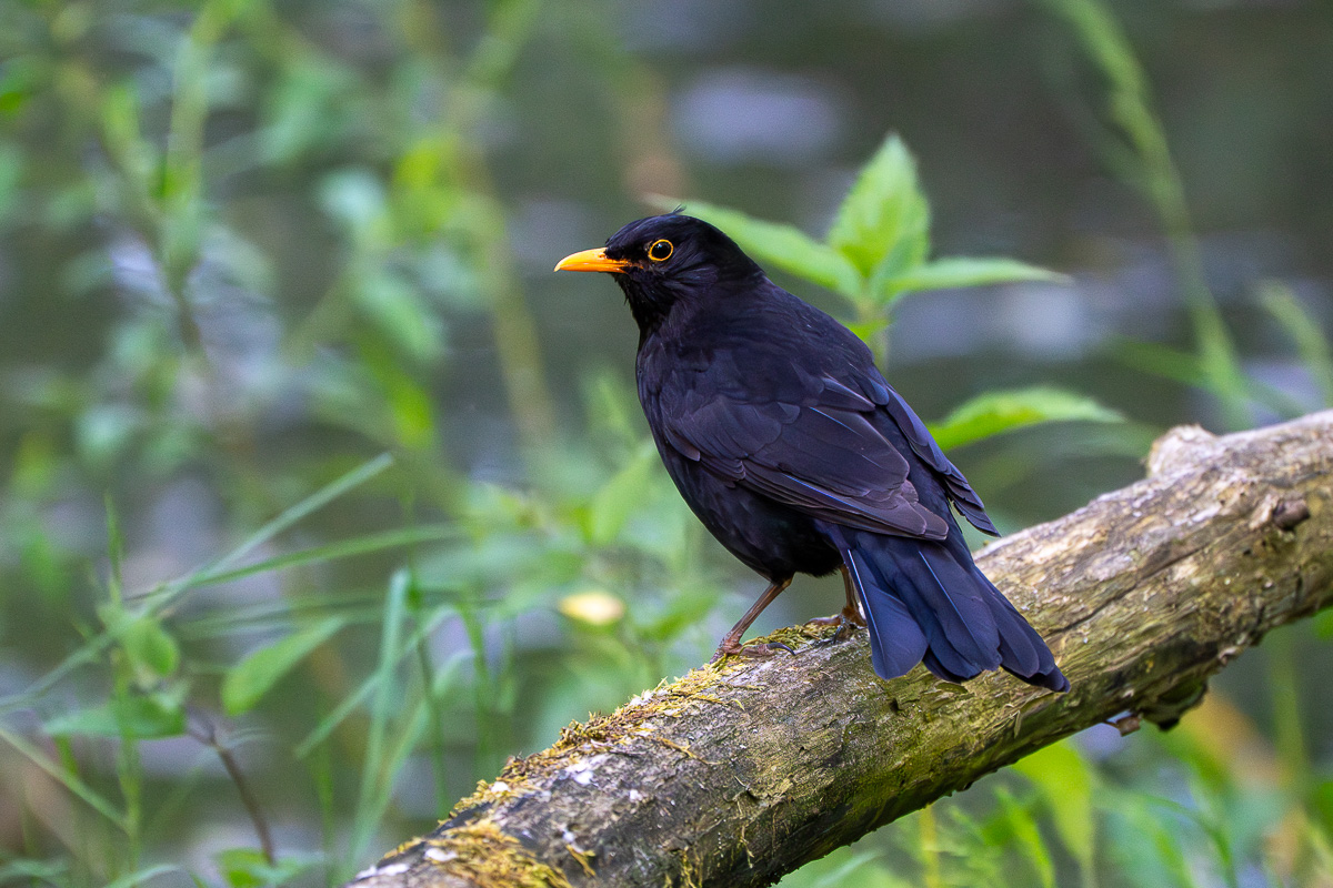 Amsel 