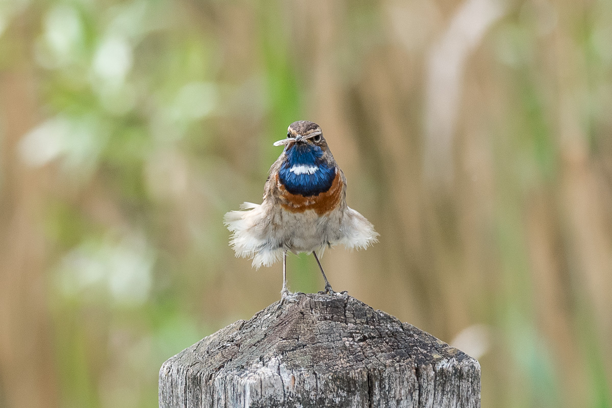 Blaukehlchen