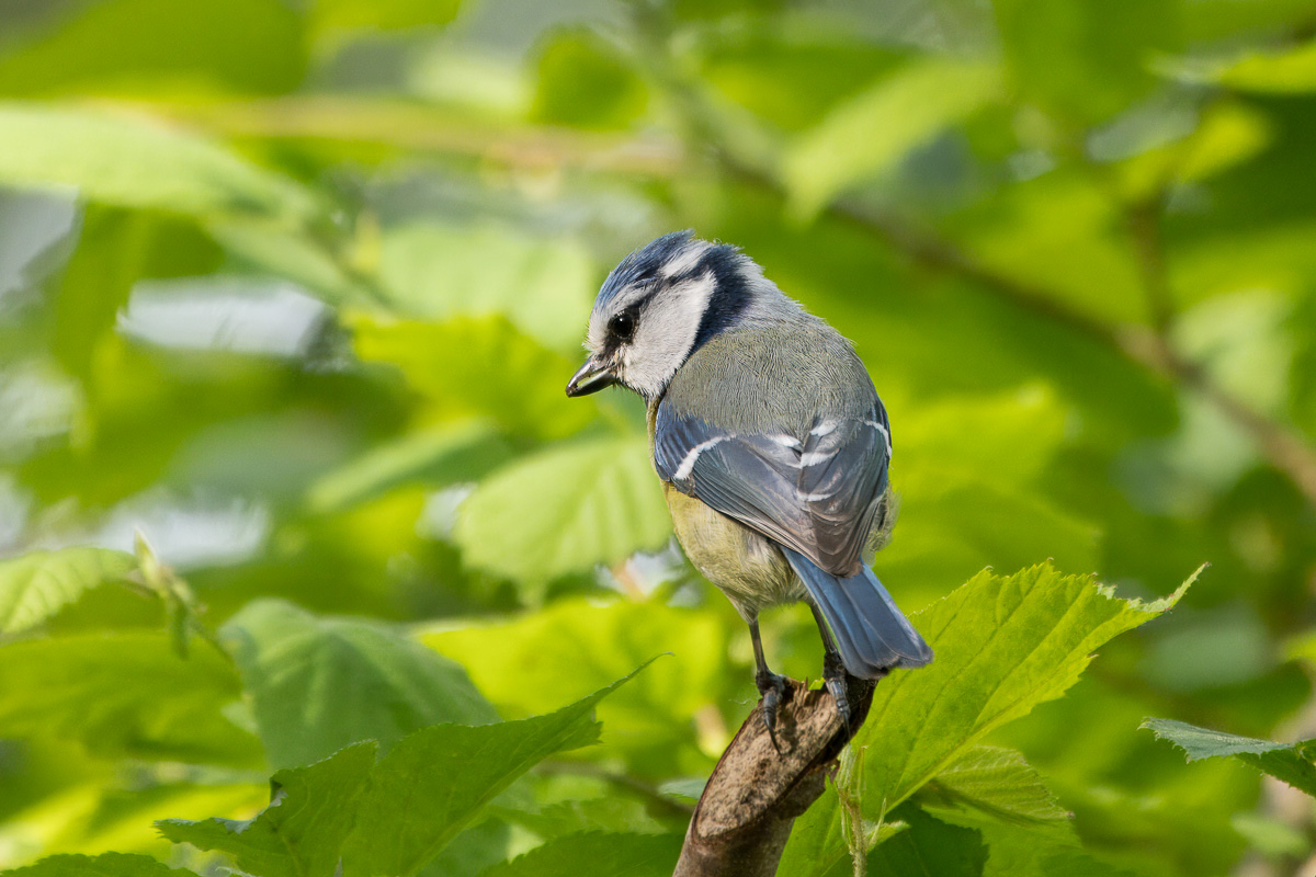 Blaumeise