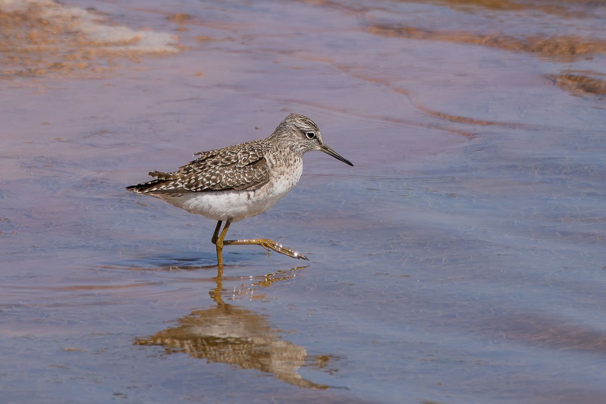Bruchwasserläufer
