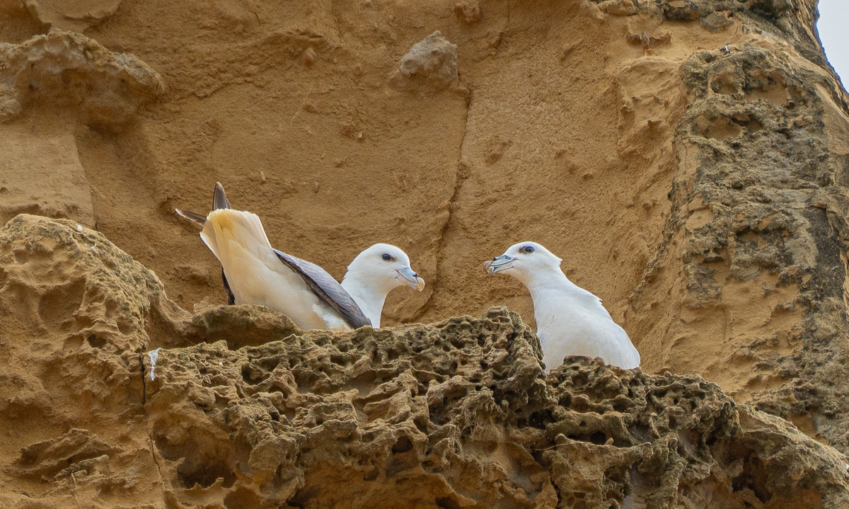 Eissturmvogel
