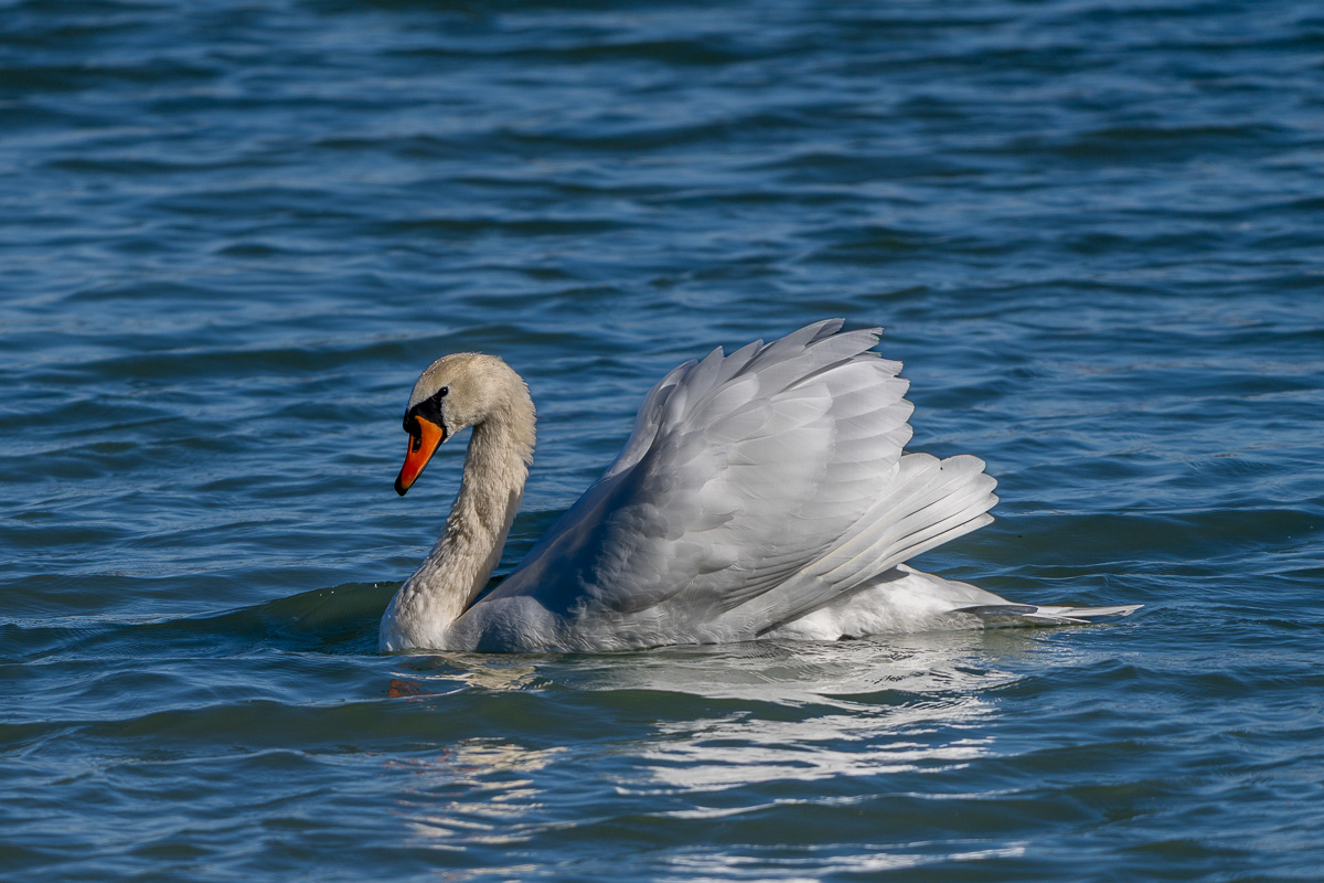 Höckerschwan