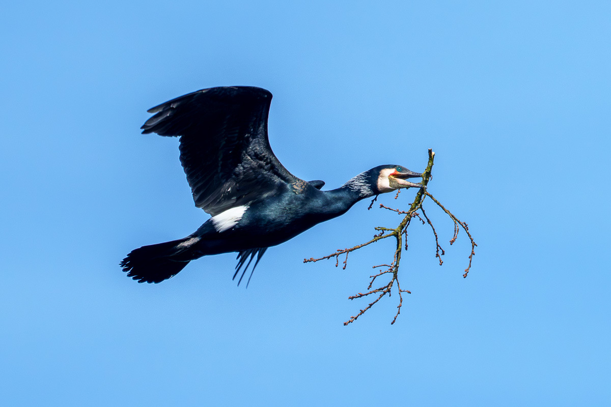Kormoran
