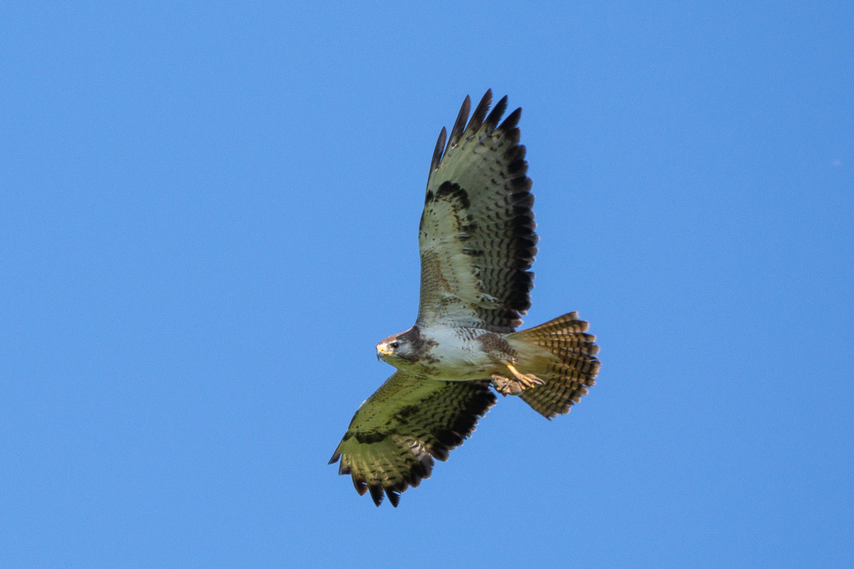 Mäusebussard