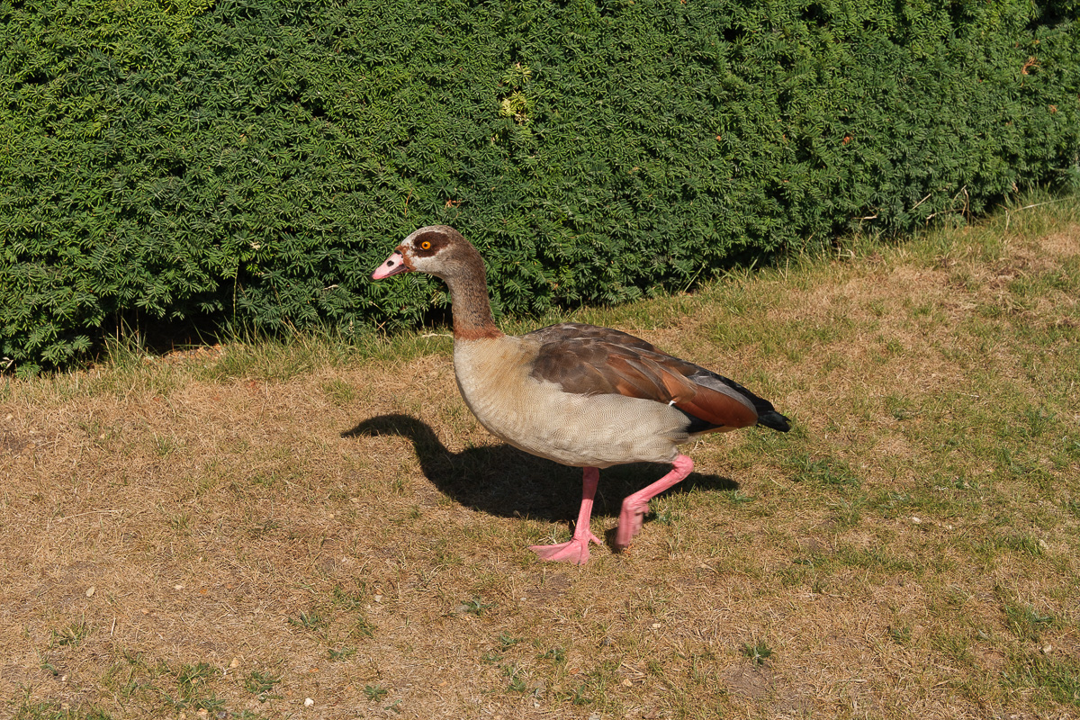 Nilgans