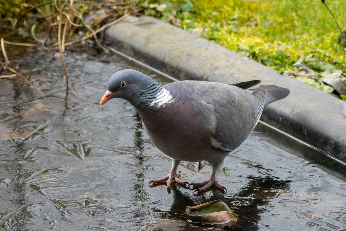 Ringeltaube