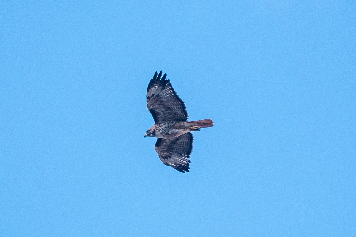 Rotschwanzbussard