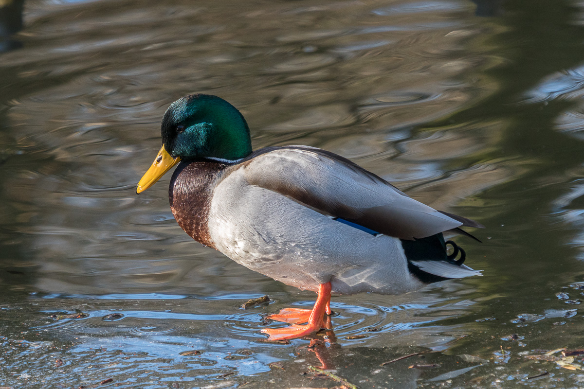 Stockente
