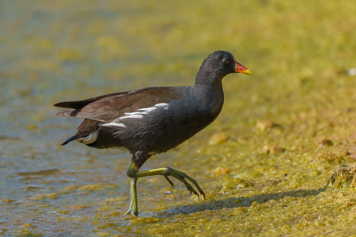 Teichhuhn
