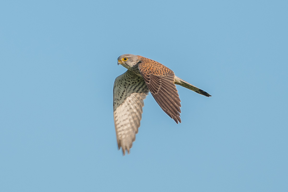 Turmfalke
