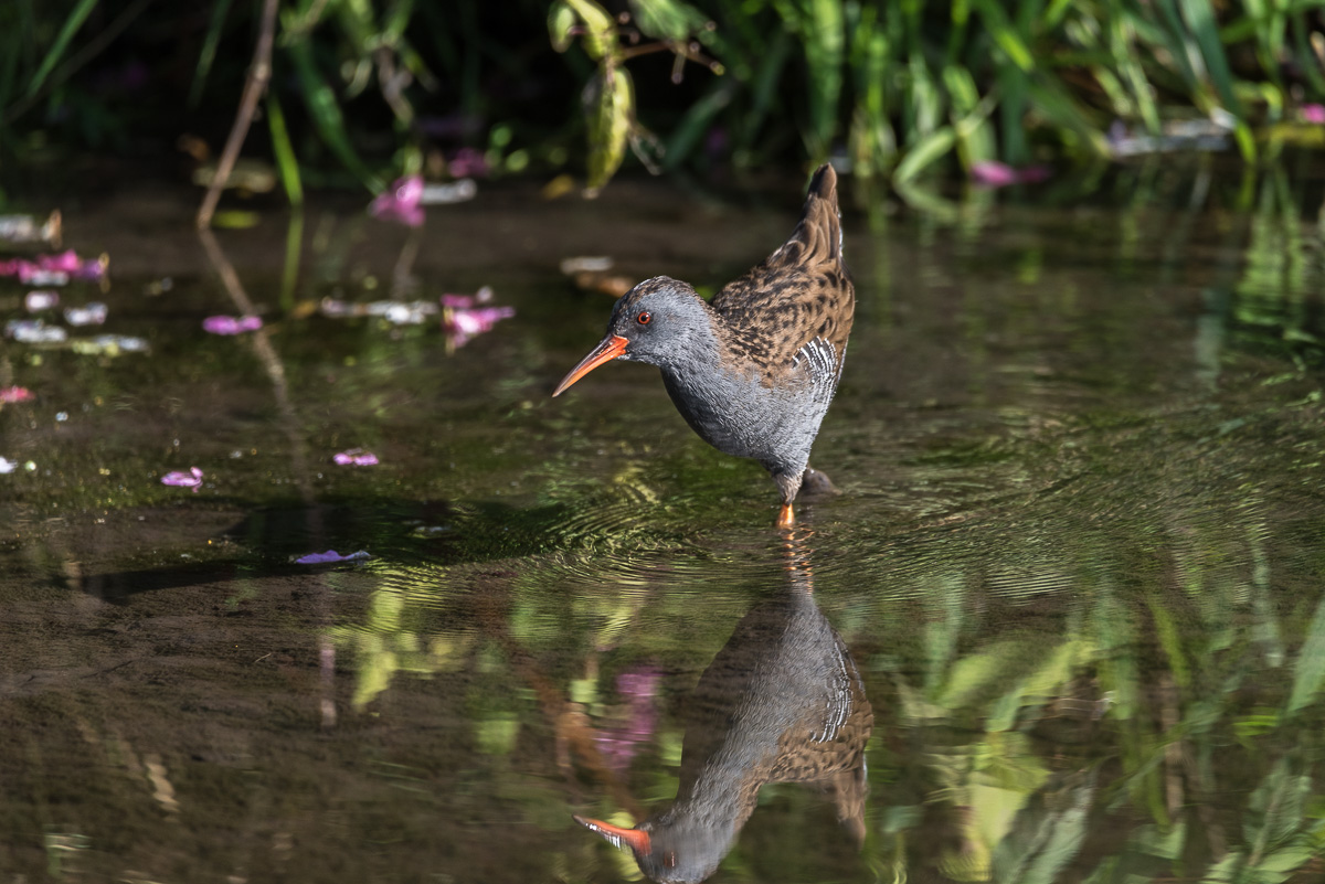 Wasserralle