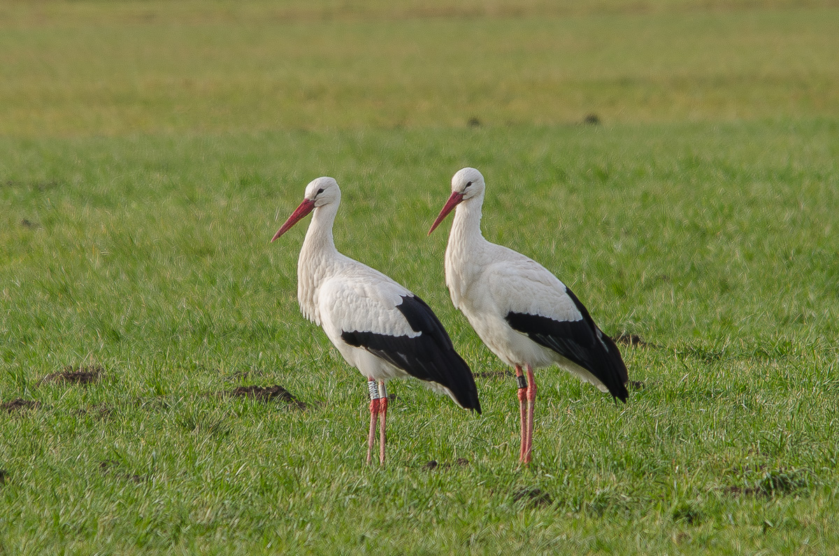 Weißstorch