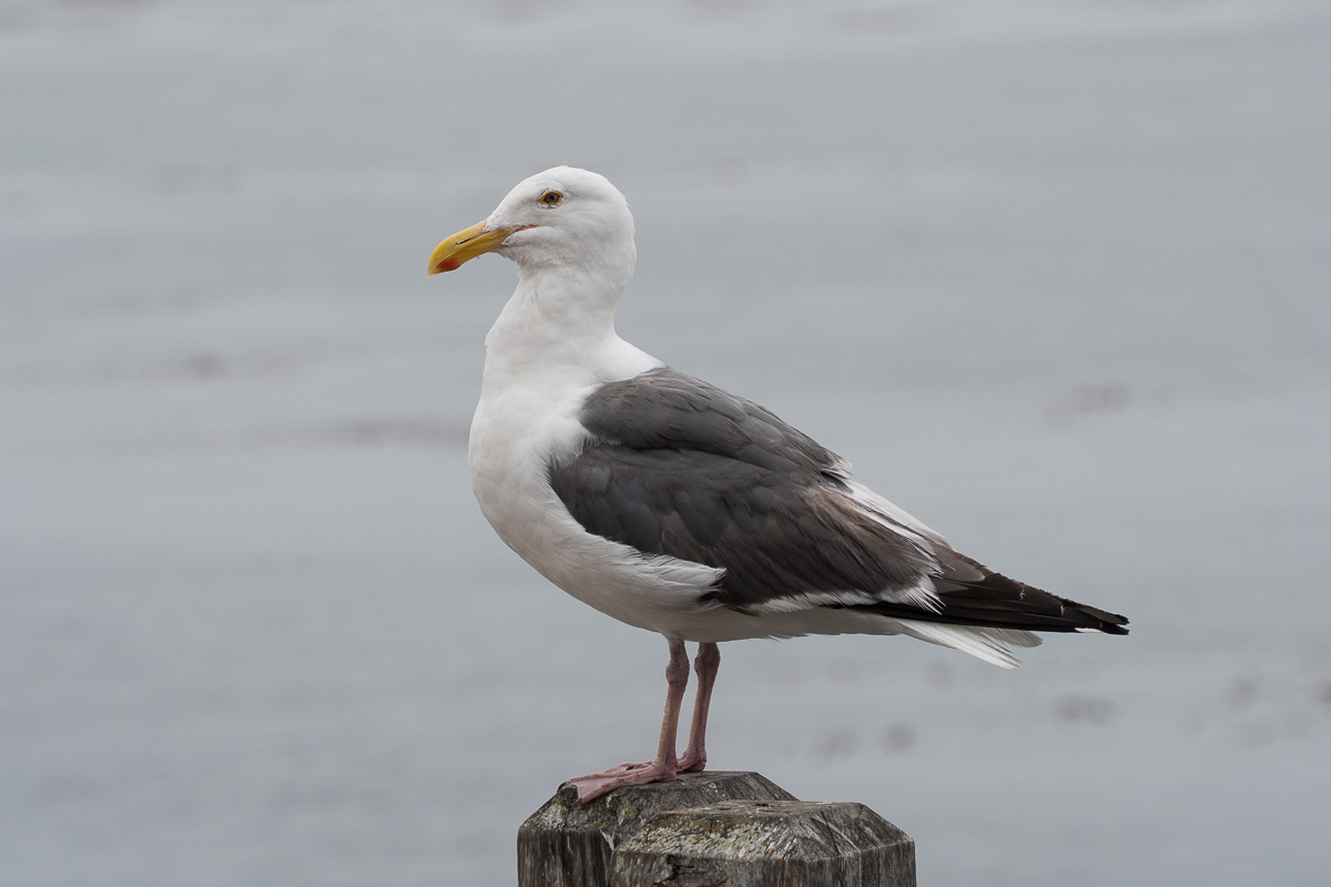 Westmöwe