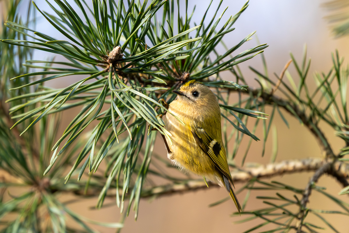Wintergoldhähnchen