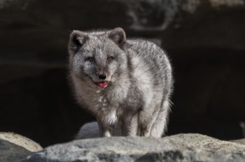 Polarfuchs - Arctic fox - Vulpes lagopus