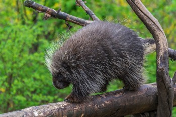  Baumstachler - North American Porcupine - Erethizon dorsatum 