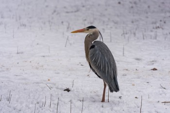 Graureiher - Grey heron - Ardea cinerea